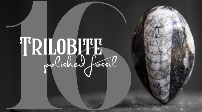 Day 16 | Trilobite Polished Fossil