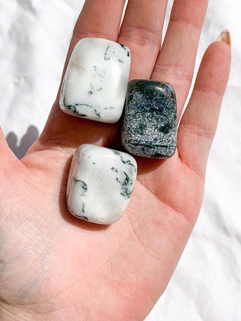 Tree Agate Tumbles | Large - Unearthed Crystals