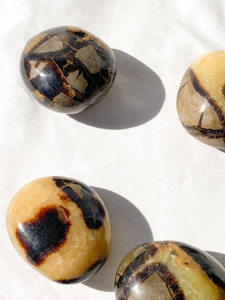 Septarian Palm Stone | Large - Unearthed Crystals